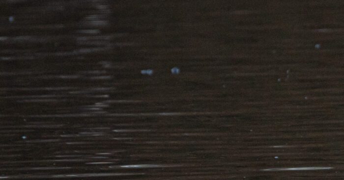 Knölsvan Anton Smeets