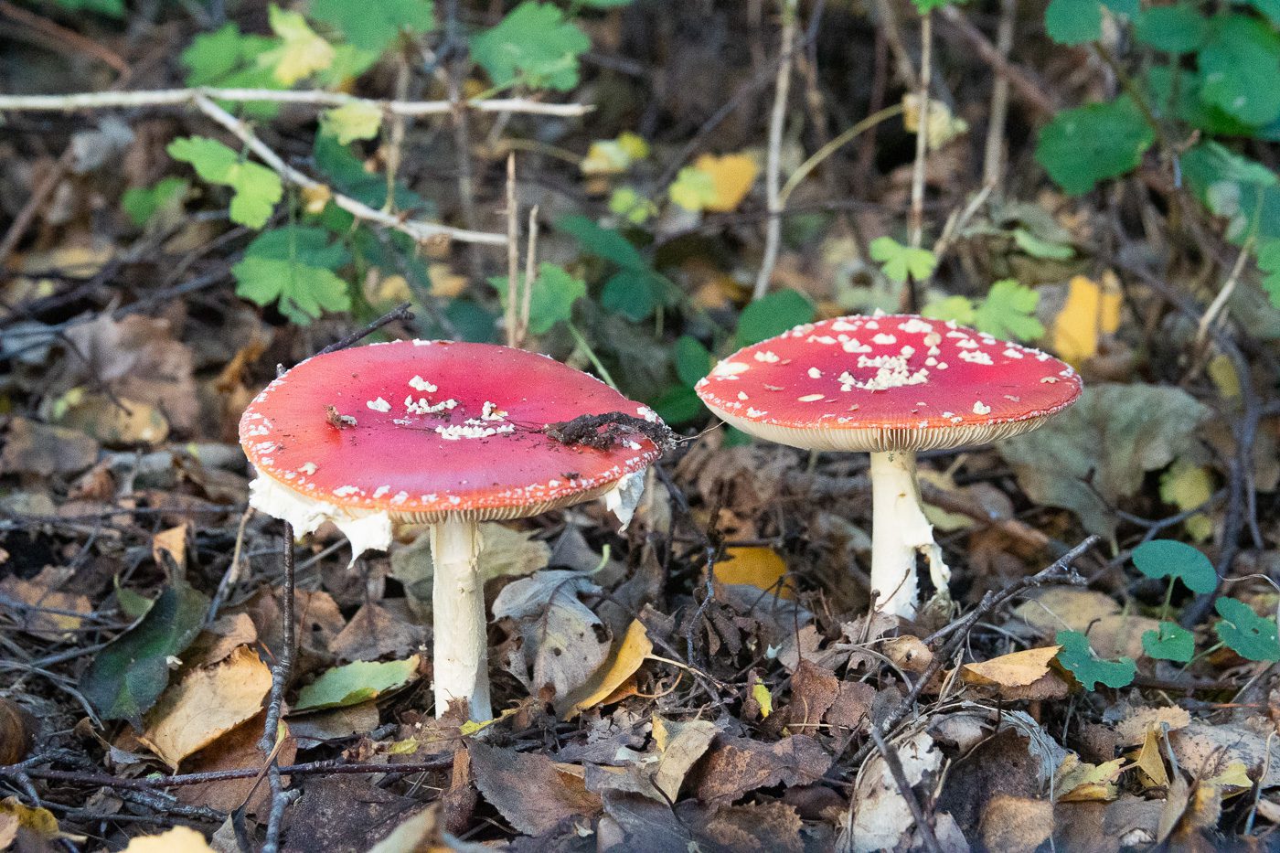 Flugsvamp Anton Smeets