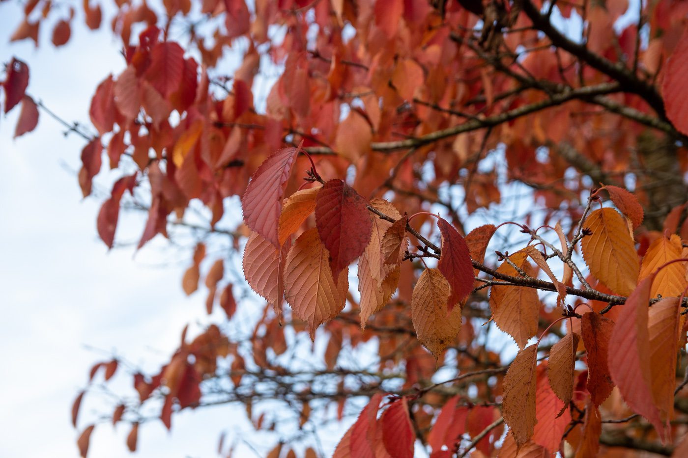 Höstlöv Anton Smeets