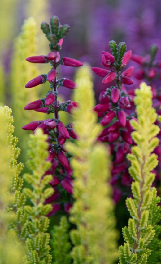 Höstmotiv Anton Smeets