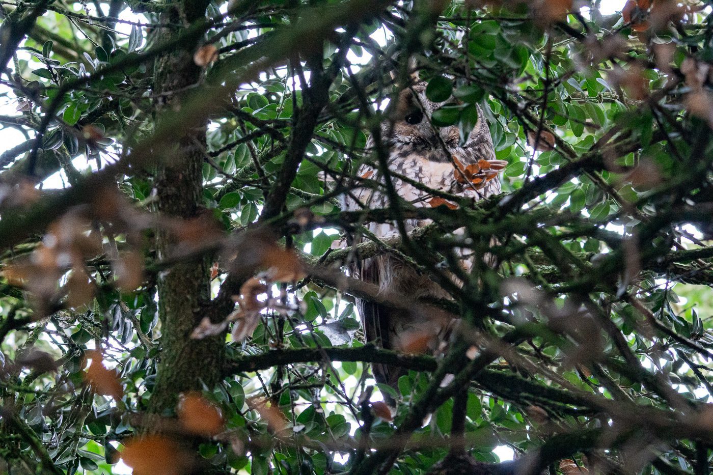 Anton Smeets Hornuggla