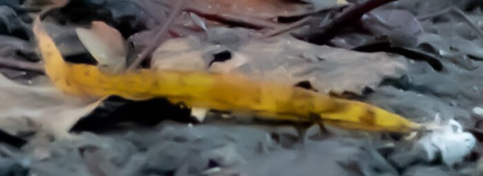 Anton Smeets Rörhöna