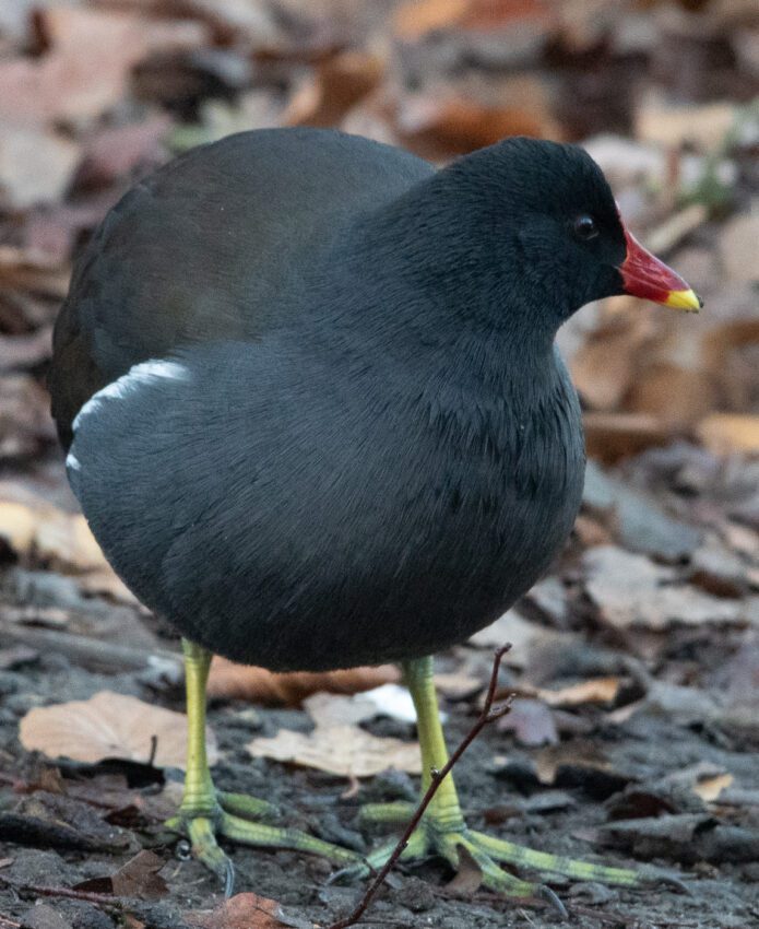 Anton Smeets Rörhöna