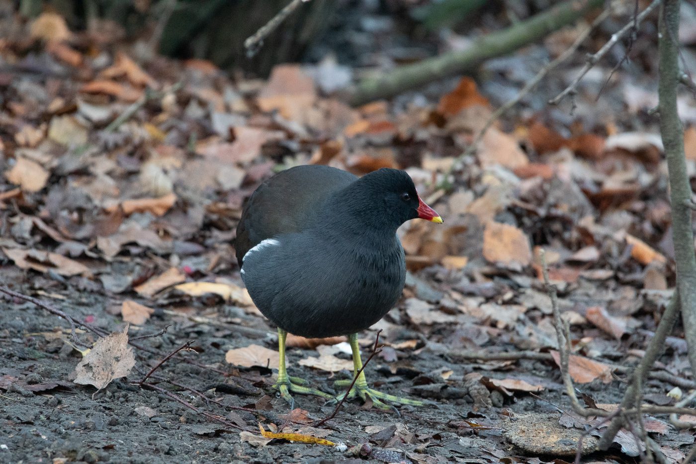 Anton Smeets Rörhöna