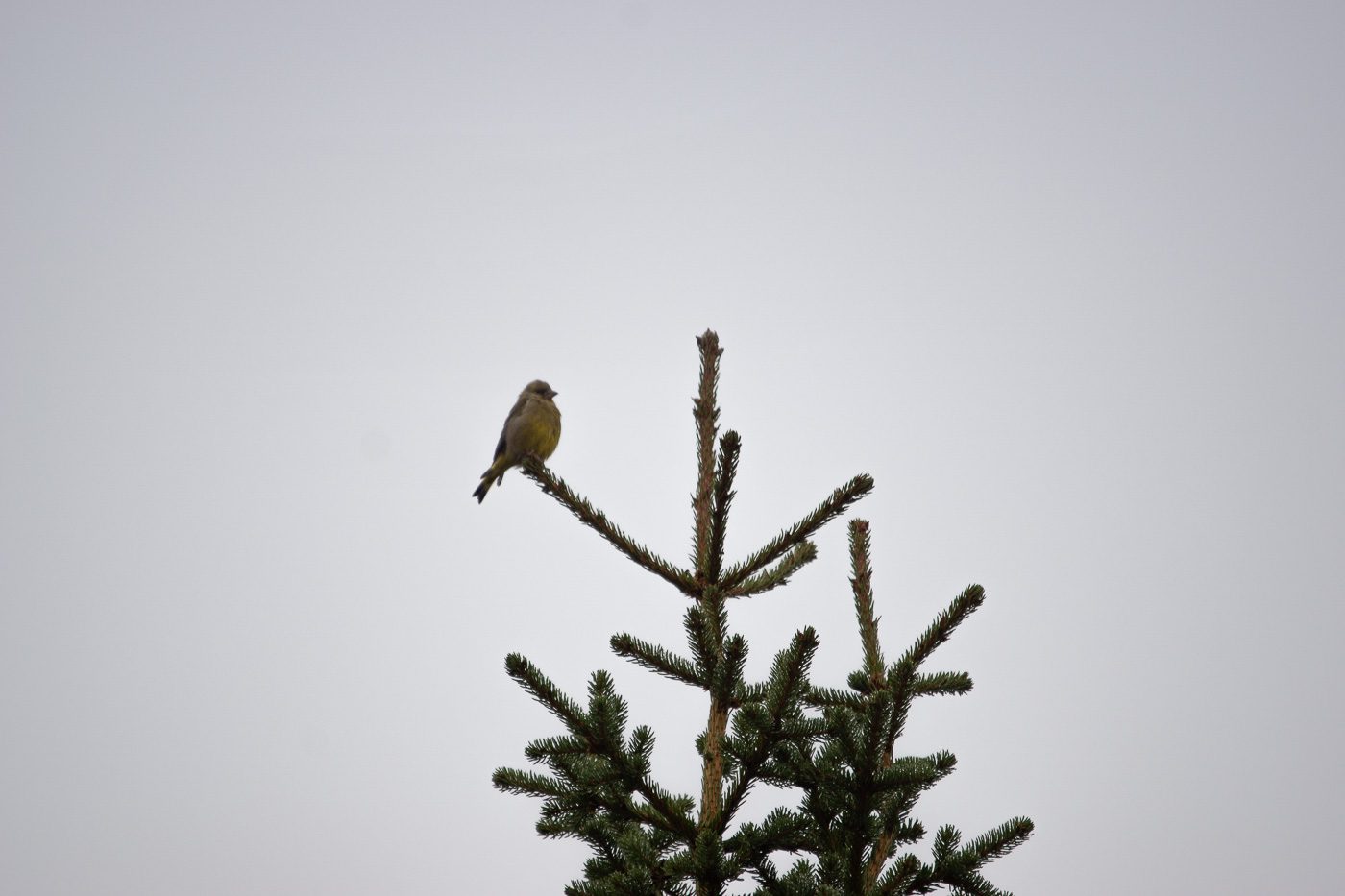 Grantopp Anton Smeets