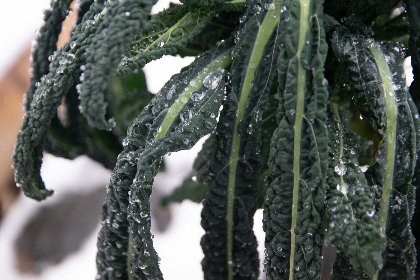 Närbild på grönkål. Anton Smeets.