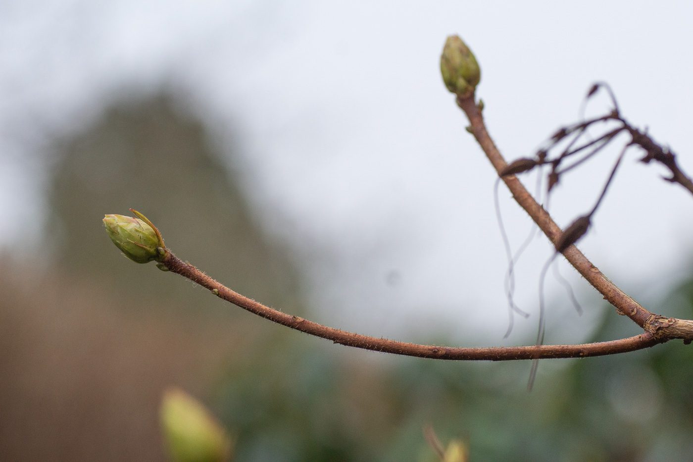 Två knoppar. Anton Smeets.