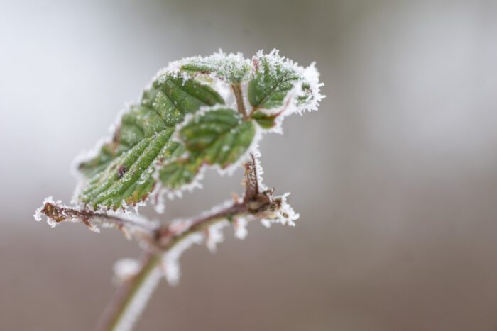 Björnbärsblad. Anton Smeets.