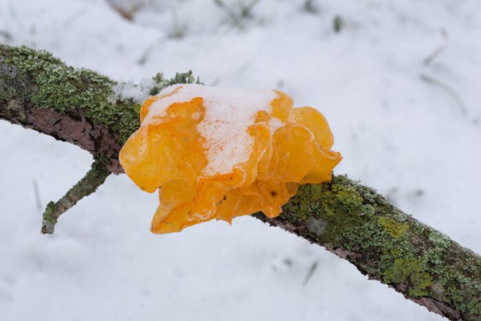 Gullkrös Anton Smeets