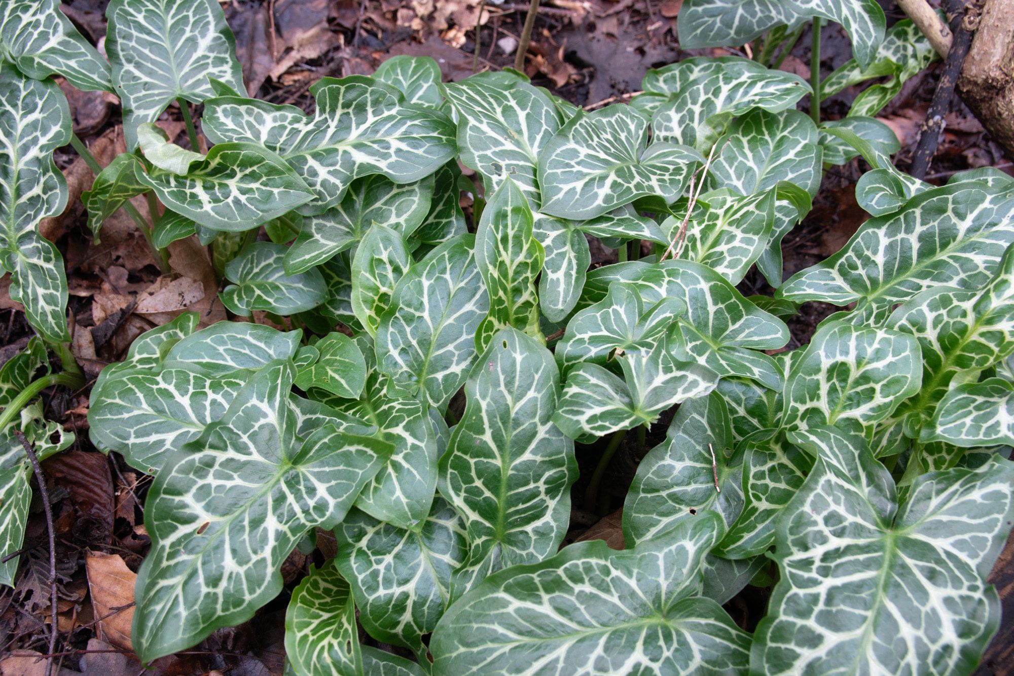 Munkhätta Anton Smeets