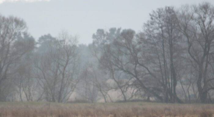 Gråmulet skogsbryn. Anton Smeets