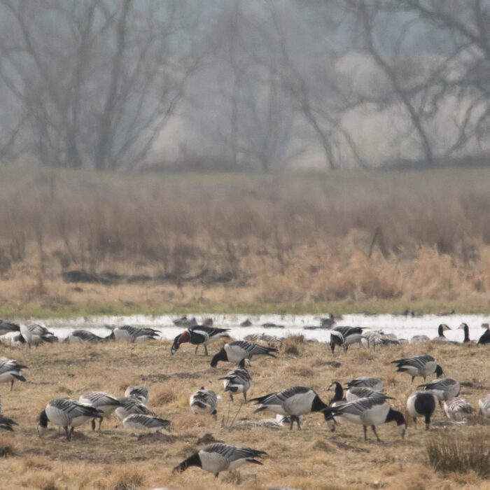 Rödhalsad gås. Anton Smeets