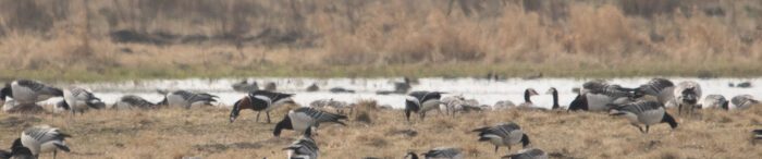 En rödhalsad gås med vattendrag i bakgrunden. Anton Smeets
