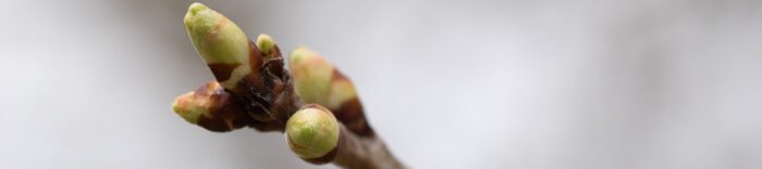 Vårknopp. Anton Smeets