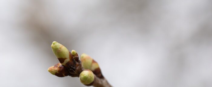 Vårknopp. Anton Smeets