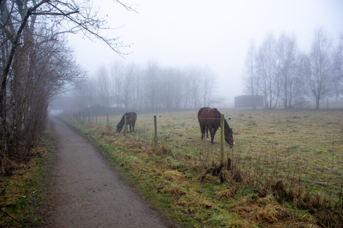 Hästar i dimma Anton Smeets
