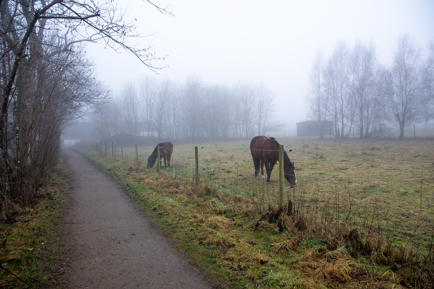 Hästar i dimma Anton Smeets