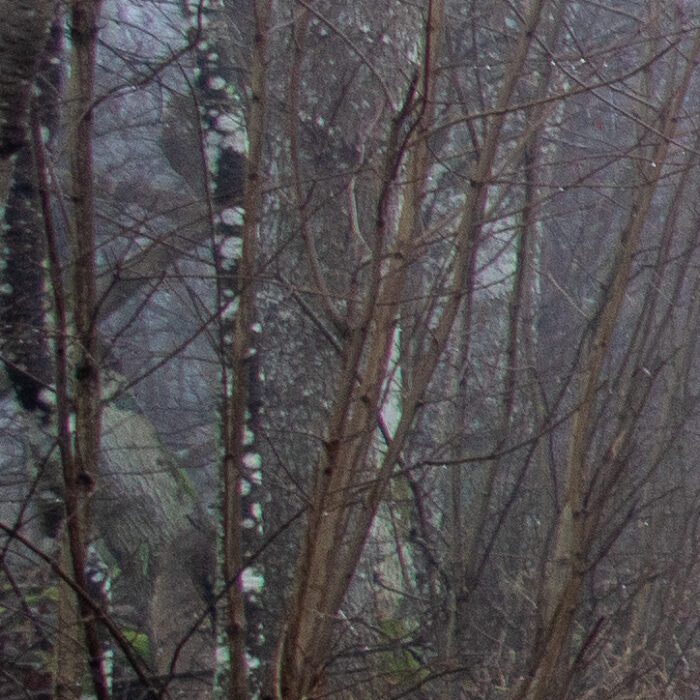 Hästar i dimma Anton Smeets