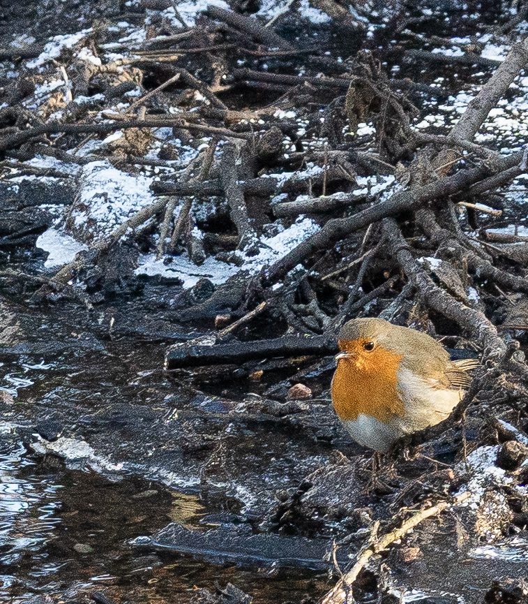 Rödhake Anton Smeets