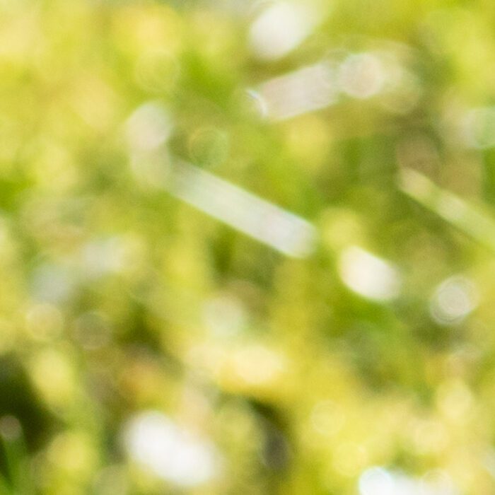 Påskliljor Anton Smeets