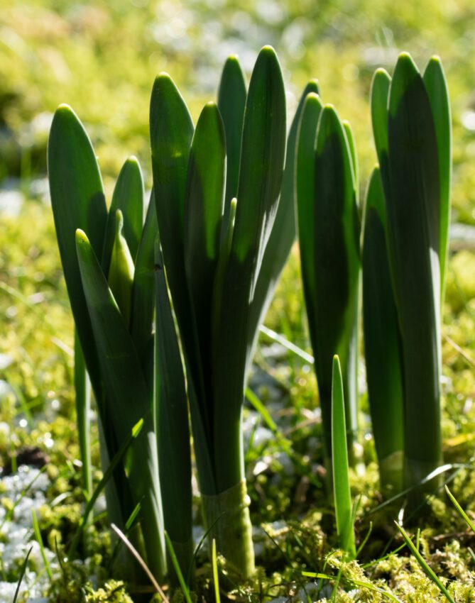 Påskliljor Anton Smeets