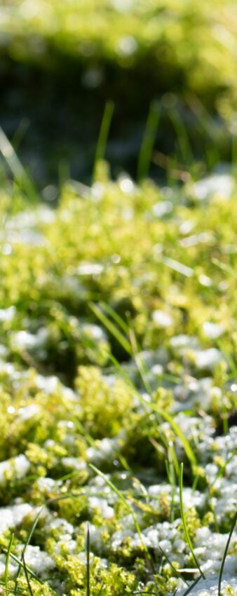 Påskliljor Anton Smeets