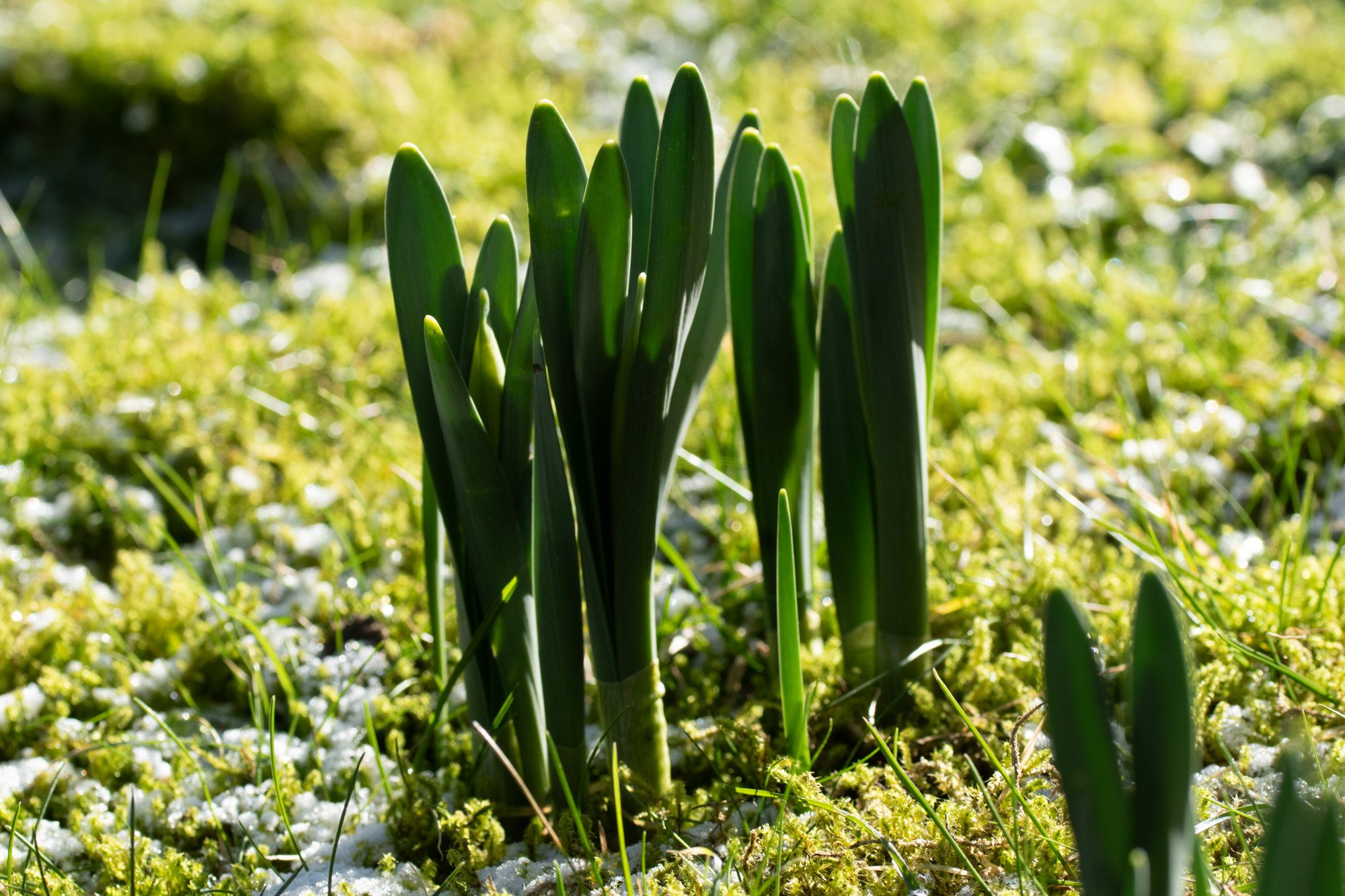 Påskliljor Anton Smeets