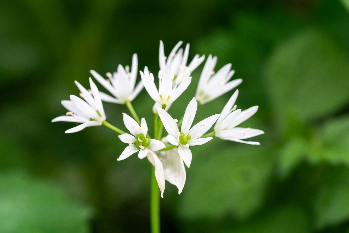 Ramslöksblomma Anton Smeets