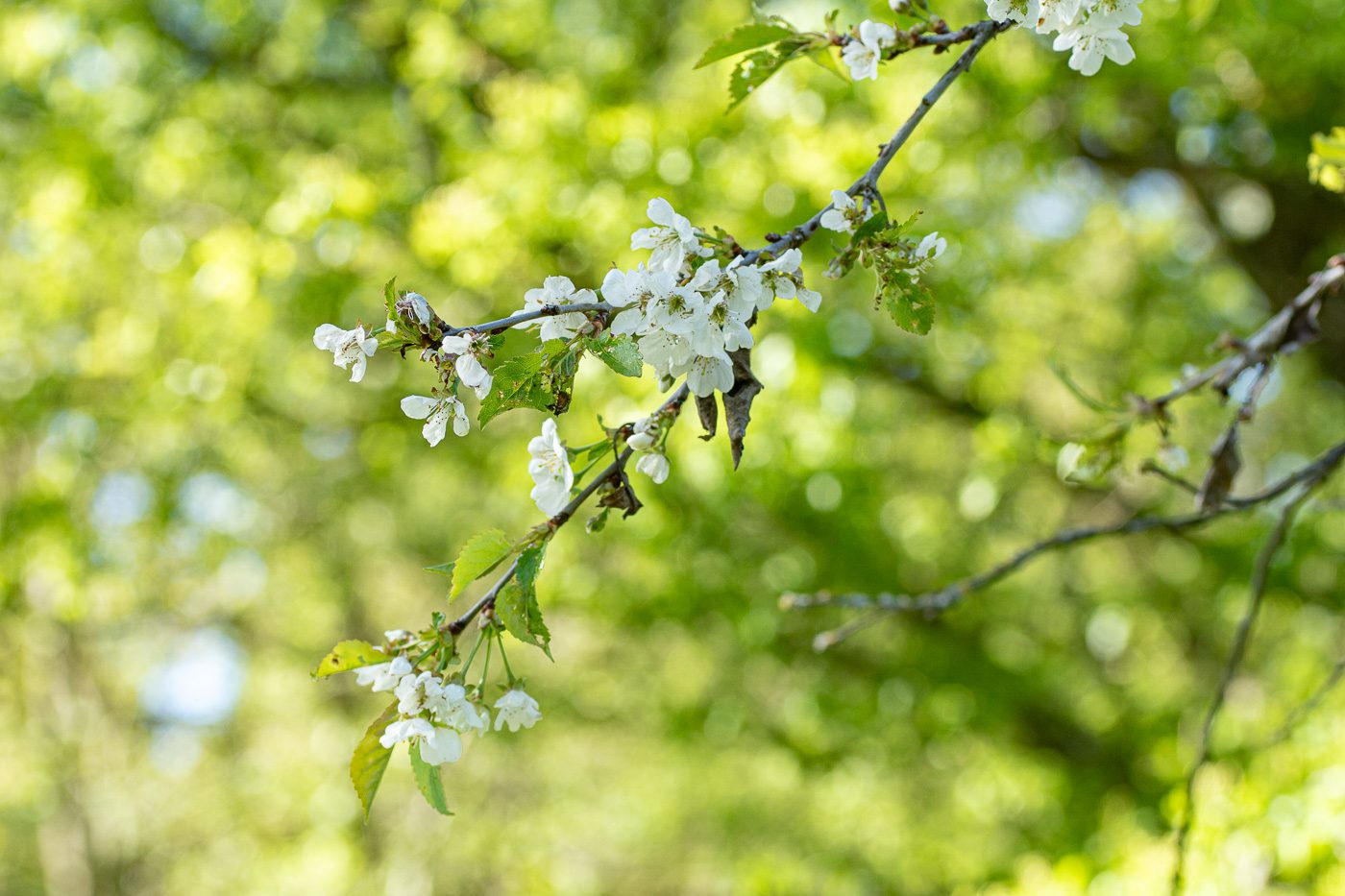 Blommande gren Anton Smeets