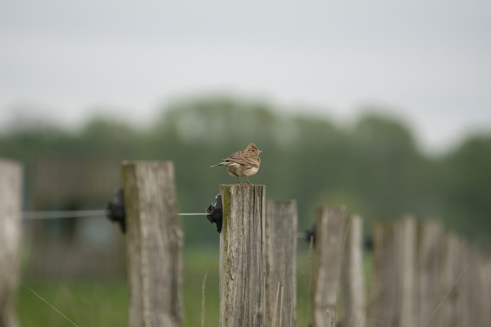 Sånglärka Anton Smeets