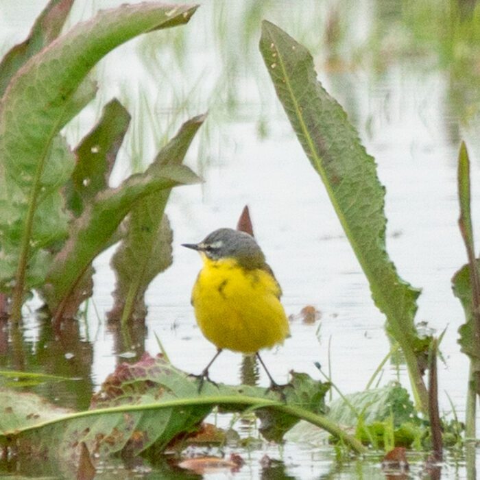 Gulärla Anton Smeets