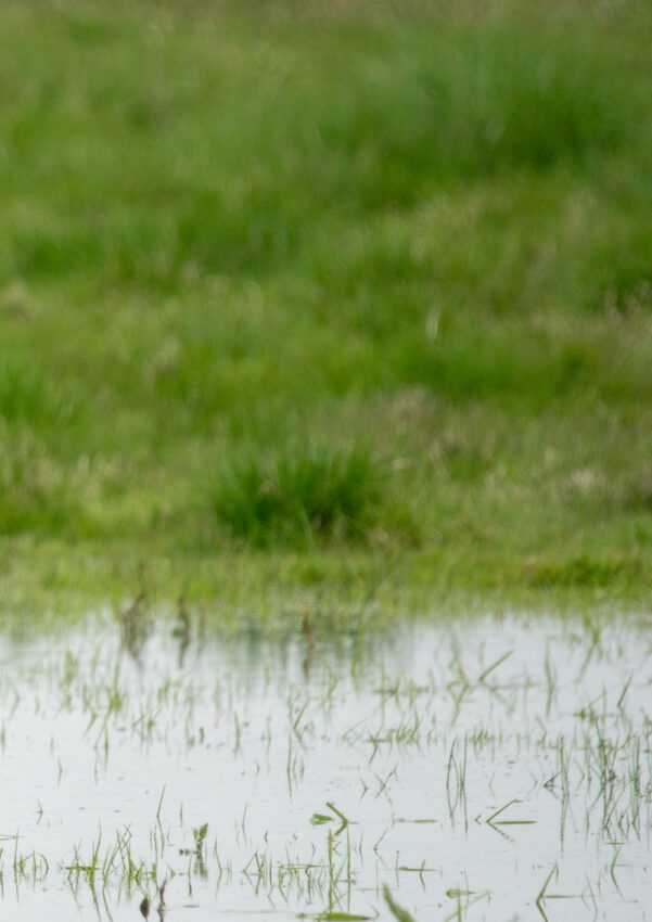 Gulärla Anton Smeets