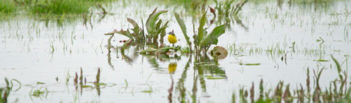 Gulärla Anton Smeets