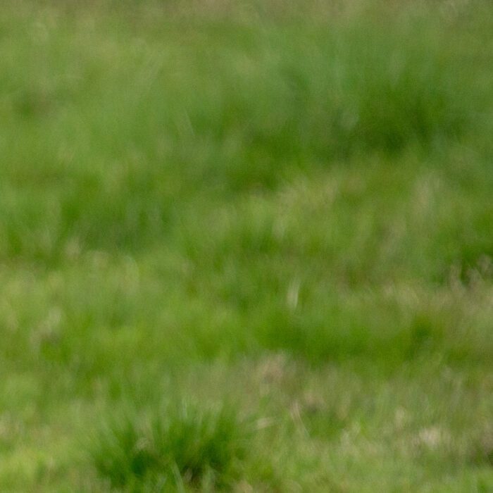 Gulärla Anton Smeets