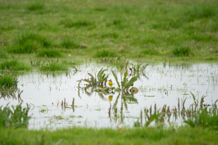 Gulärla Anton Smeets