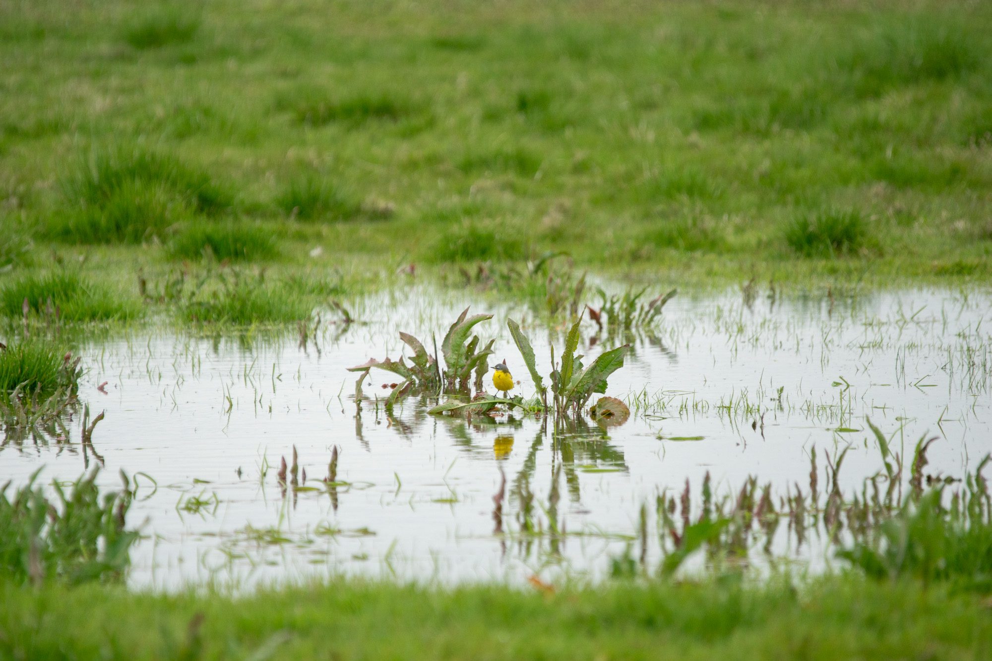 Gulärla Anton Smeets