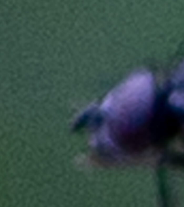 Orkidéer Anton Smeets