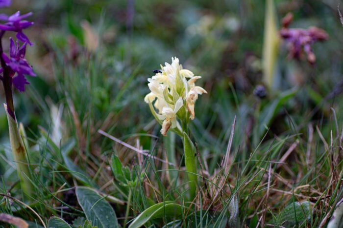 Orkidéer Anton Smeets