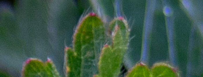 Orkidéer Anton Smeets