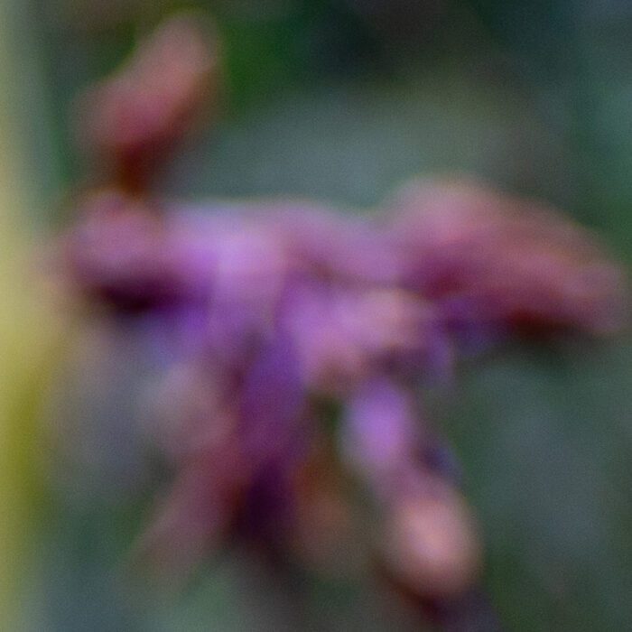 Orkidéer Anton Smeets