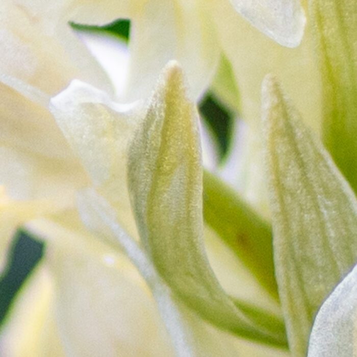 Orkidéer Anton Smeets