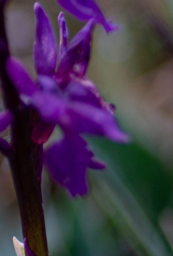 Orkidéer Anton Smeets