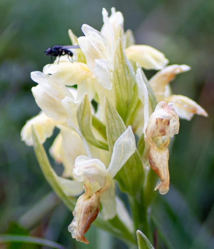 Orkidéer Anton Smeets