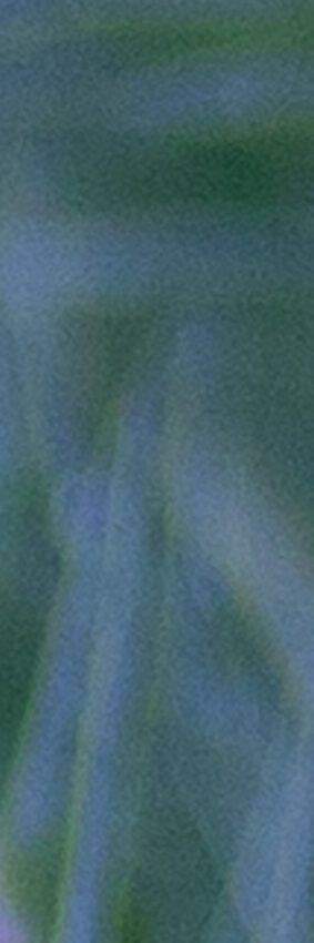 Orkidéer Anton Smeets