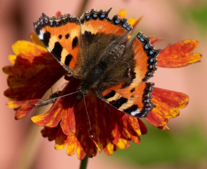 Fjäril på blomma Anton Smeets