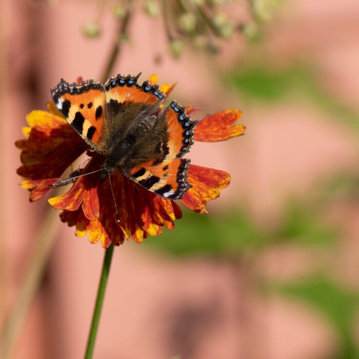 Fjäril på blomma Anton Smeets